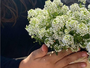 Fotografia da plantação das flores pelas crianças.