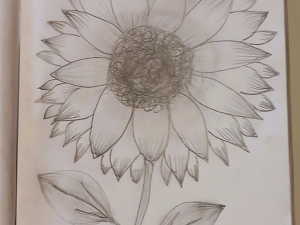 Desenho a carvão da Flor vencedora
